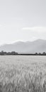 Minimalistic Japanese Landscape: Wheat Field And Mountains