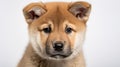 Minimalistic Japanese Style: Cute Akita Puppy Close-up