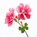 Minimalistic Japanese Style: Geranium Flowers On White Background