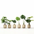 Minimalistic Japanese Style Row Of Exotic Potted Plants On White Surface