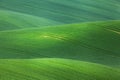 Minimalistic landscape with green fields, rolling hills at sunrise