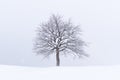 Minimalistic landscape with a lonely naked snowy tree