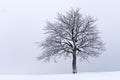 Minimalistic landscape with a lonely naked snowy tree