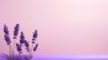 Minimalistic Lavender Flower Arrangement On Pink Background Royalty Free Stock Photo