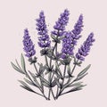 Minimalistic Lavender Flowers Illustration On Pink Background