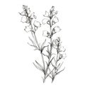 Minimalistic Lavender Snapdragon Line Drawing