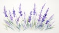 Minimalistic Lavender Watercolor Painting With Elaborate Borders