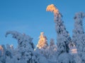 Minimalistic magical whimsical silhouette of the spruce is plastered with snow. Harsh Arctic nature. Mystical fairy tale of a