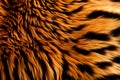 Minimalistic natural background, soft tiger skin close up.