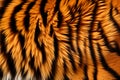 Minimalistic natural background, soft tiger skin close up.