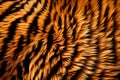 Minimalistic natural background, soft tiger skin close up.