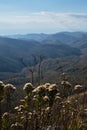 Wild plants and flowers in foreground and mountain ranges out of focus in distance. Minimalistic nature screensaver.Autumn forest