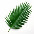 Minimalistic Palm Leaf On White Background Royalty Free Stock Photo
