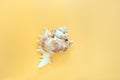 Minimalistic pastel yellow background with one textured carved seashell in the middle.