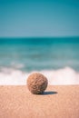 Minimalistic photo of seaweed on the sand with shallow depth of field overlooking the sea. Royalty Free Stock Photo