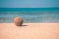 Minimalistic photo of seaweed on the sand with shallow depth of field overlooking the sea.