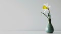 A minimalistic photo of a single daffodil in a vase against a white background