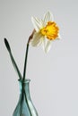 A minimalistic photo of a single daffodil in a vase against a white background