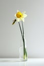 A minimalistic photo of a single daffodil in a vase against a white background