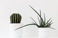 Nice minimalistic picture of plant in a white pot isolated on white background