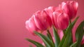 Minimalistic Pink Tulips on Pink Background with Copyspace AI Generated