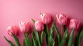 Minimalistic Pink Tulips on Pink Background with Copyspace AI Generated