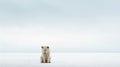 Minimalistic Polar Bear Photography: A Calming Symmetry Of Divorce