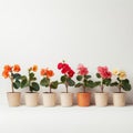 Minimalistic Potted Geraniums: A Warm And Colorful Japanese-inspired Display