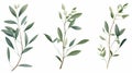 Minimalistic Scandinavian Style Botanical Poster With Olive Branches