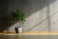 Minimalistic setting Dark room, potted plant, concrete wall, wooden floor