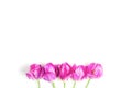 minimalistic simple flower arrangement. beautiful bright pink tulips on a white background.