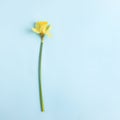minimalistic spring holiday mockup. beautiful flower of yellow daffodil on a blue background. Royalty Free Stock Photo