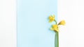 Minimalistic spring long banner. beautiful flower of yellow daffodil on a blue background. Royalty Free Stock Photo