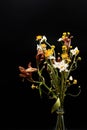 Minimalistic, stylish still life of dried flowers in glass vase. Atmospheric autumn composition with bouquet of beautiful dried f