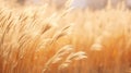 Minimalistic Superb Clean Image of Amber Marsh Grass in Autumn Season AI Generated