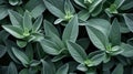 Minimalistic Superb Clean Image of Sage Leaves AI Generated