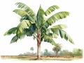 Minimalistic Superb Watercolor Illustration of Banana Tree AI Generated