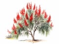 Minimalistic Superb Watercolor Illustration of Bottlebrush Tree AI Generated