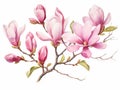 Minimalistic Superb Watercolor Illustration of a Pink Spring Magnolia Flowers Branch AI Generated Royalty Free Stock Photo