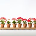 Minimalistic Symmetry: Row Of Geraniums In Pots On White Background