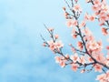 Minimalistic Watercolor Illustration of Flowering Apricot Branches on Blue Background AI Generated