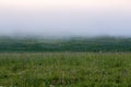 Minimalistic wild grass meadow under dence fog without tree at summer morning