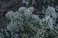 Minimalistic winter background, time of first frosts begun. Morning dew turned into ice on needles of evergreen tree Royalty Free Stock Photo