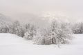 Minimalistic winter landscape in cloudy weather