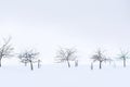 Minimalistic winter landscape with naked trees on cloudy day in winter tim