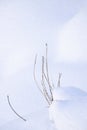 Minimalistic Winter landscape of snow with dry stems