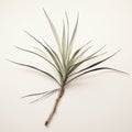 Minimalistic Yucca Branch On White Surface: A Lady Gaga Inspired Mannerism