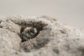 Mining bee - Andrena barbilabris Royalty Free Stock Photo