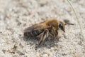 Mining bee - Andrena barbilabris Royalty Free Stock Photo