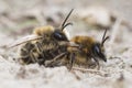 Mining bee - Andrena barbilabris Royalty Free Stock Photo